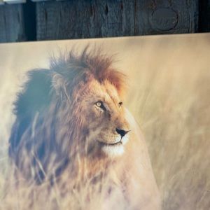 Meet your Posher, Ollie